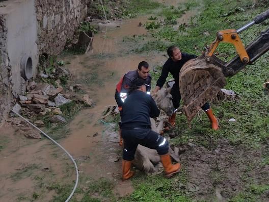 Derede Mahsur Kalan At, tfaiye Tarafndan Kurtarld