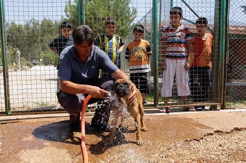 Scaktan Bunalan Hayvanlara Du ve Dondurma 