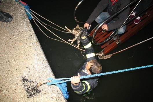 tfaiyeden Kedi Kurtarma Operasyonu